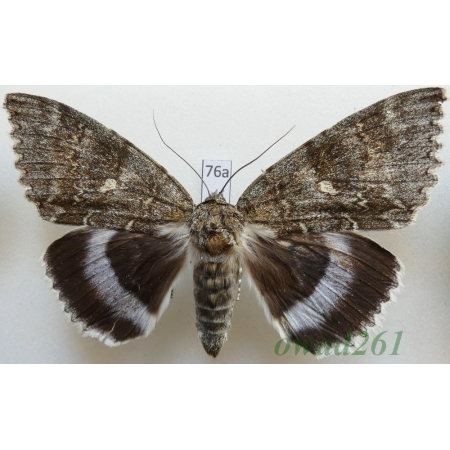Catocala fraxini (Linnaeus, 1758) female ex. ovo Czech 92mm76a